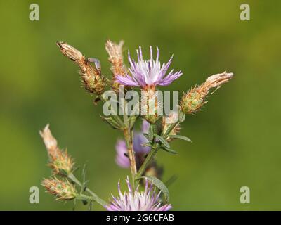 Diffuse knapweed with light purple flowers, Centaurea diffusa Stock Photo