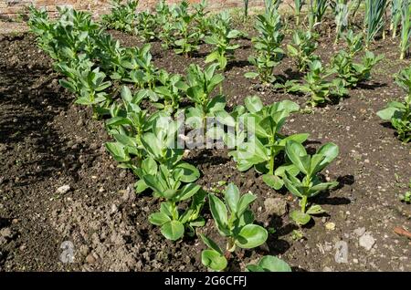 Rows of broad bean plants beans 'Super aquadulce' vegetable growing in the garden in spring England UK United Kingdom GB Great Britain Stock Photo