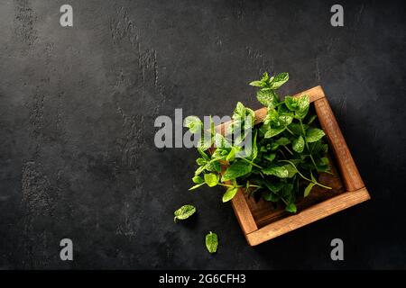 Fresh mint in wooden box on dark concrete background with. Top view of a bunch of mint and mint leaves. Copy space for your design. Stock Photo