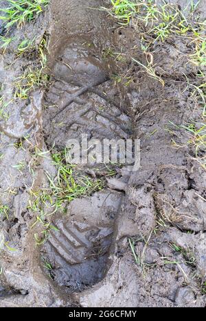 Foot in mud in a muddy field. Cumbria, UK. Stock Photo
