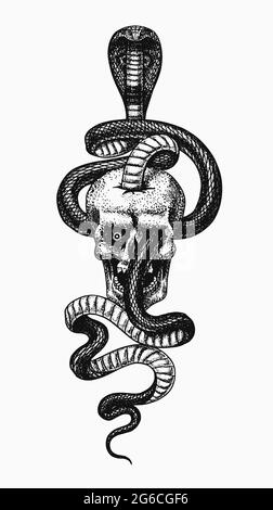 Snake in the skull. Indian cobra or spectacled or Asian or binocellate. Venomous Reptilia illustration. Engraved hand drawn in old sketch, vintage Stock Vector