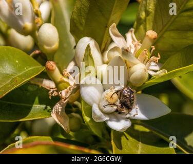 Oxythyrea funesta, Mediterranean Spotted Chafer on the Blossom of an Orange Tree Stock Photo