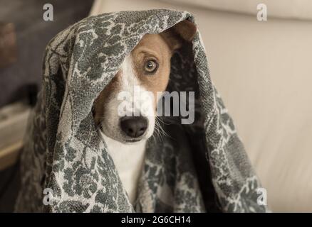 Indoor portrait of basenji dog hiding under coverlet while playing in hide and seek game and looking on you with one eye Stock Photo