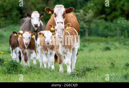 Pedigree Simmental beef cows and calves in pasture near Annan, Scotland, UK. Stock Photo