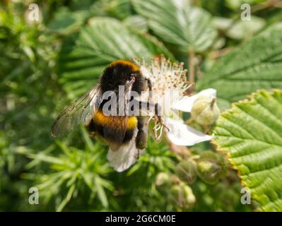 Bumblebee on a white flower in summer Stock Photo