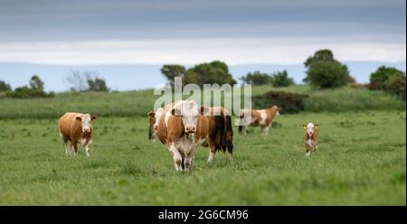 Pedigree Simmental beef cows and calves in pasture near Annan, Scotland, UK. Stock Photo