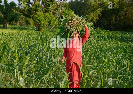 Women Farmer carrying Green Grass  on her head Stock Photo