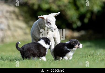 Four week old Border Collie sheepdog puppies meet their first sheep,  a texel pet lamb in the Yorkshire Dales. Stock Photo