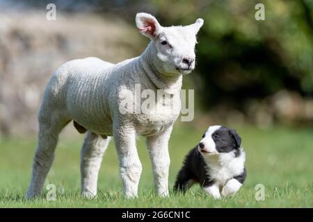 Four week old Border Collie sheepdog puppies meet their first sheep,  a texel pet lamb in the Yorkshire Dales. Stock Photo