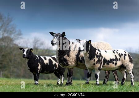 Dutch Spotted sheep with lambs at foot. Cumbria, UK. Stock Photo