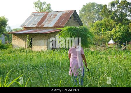 Women Farmer carrying Green Grass  on her head Stock Photo