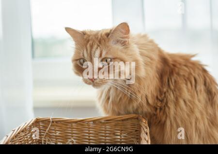 Red young cat is sitting on window background near straw basket, domestic pets concept Stock Photo