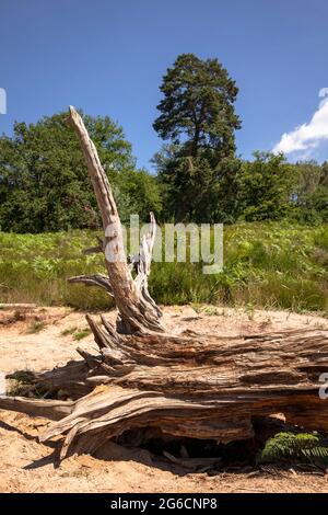 fallen and dead tree in the Wahner Heath on Fliegenberg hill, Troisdorf, North Rhine-Westphalia, Germany.  umgestuerzter und abgestorbener Baum in der Stock Photo