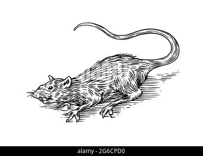 Rat or mouse. Wild animal. Engraved hand drawn in old sketch, vintage style Stock Vector