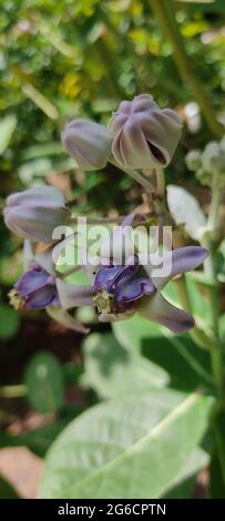 Giant tropical calotropis in garden Stock Photo