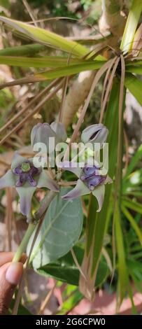 Giant tropical calotropis in garden Stock Photo