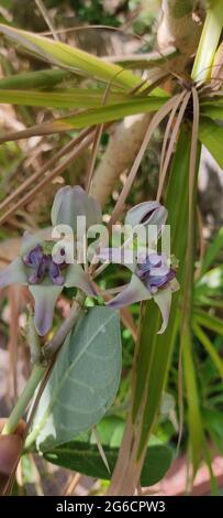 Giant tropical calotropis in garden Stock Photo