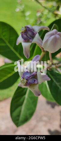 Giant tropical calotropis in garden Stock Photo