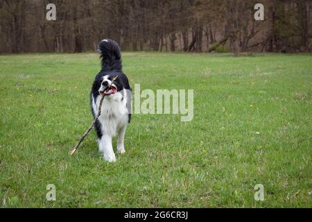Black and white border collie playing on the green grass Stock Photo