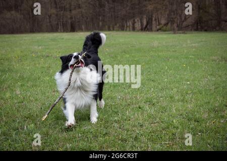 Purebred black and white border collie outdoors Stock Photo