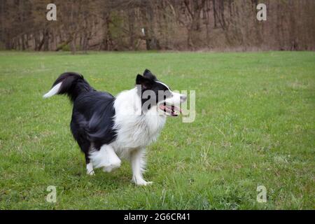 Purebred black and white border collie outdoors Stock Photo