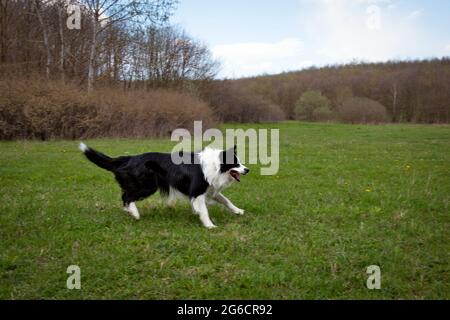 Black and white border collie running in the park looking alert Stock Photo