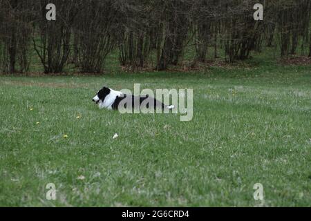 Black and white border collie dog laying on the grass Stock Photo