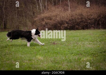 Border Collie running in a forest as seen in Romania Stock Photo
