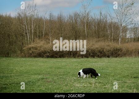 A border collie pure breed walking in the forest, horizontal, landscape view Stock Photo