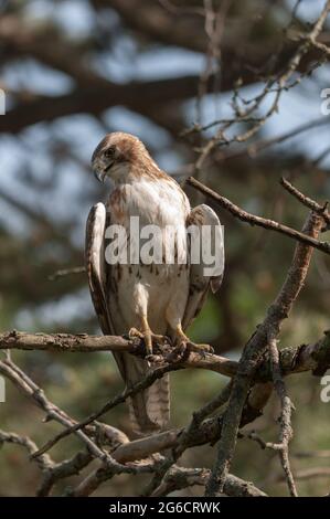 immature red-tailed hawk (Buteo jamaicensis) perched on a dead tree limb Stock Photo