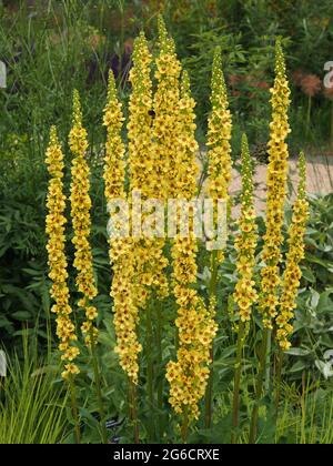 Spires of Verbascum Lychnitis in full flower (also sometimes known as white mullein even though its yellow) in July. Stock Photo
