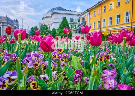 The flower bed with blooming tulips and pansies next to the monument to Mykhailo Hrushevsky with a Teacher's House in background, Volodymyrska street, Stock Photo