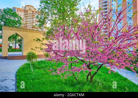 The scenic blooming sakura cherry tree in a small park of Muslim Magomayev, located in Kyiv, Ukraine Stock Photo