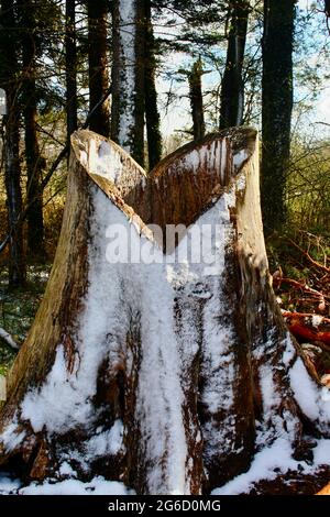 Hollow tree trunk carved into love heart on Nature trail around Lake Thun, Interlaken, Unterseen, Switzerland, on a snowy cold spring morning Stock Photo