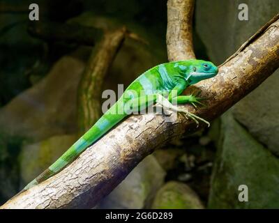 a green iguana sitting on a brown tree trunk Stock Photo