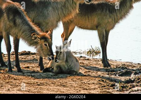 A baby waterbuck (Kobus Elipsiprymnus) and its mother, surrounded by the rest of the herd in the Kruger National Park of South Africa Stock Photo