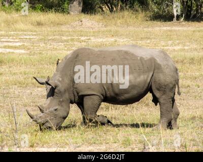 A southern white rhino, Ceratothrium Simum, busy grazing in an open patch of grass in the Kruger National Park, South Africa Stock Photo