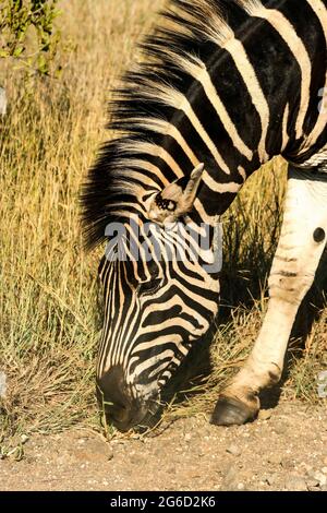 Head shot of a grazing Zebra busy grazing on the grass at the edge of a tourist road in the Kruger National Park of South Africa Stock Photo