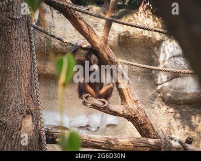 a young orangutan climbs around in a zoo