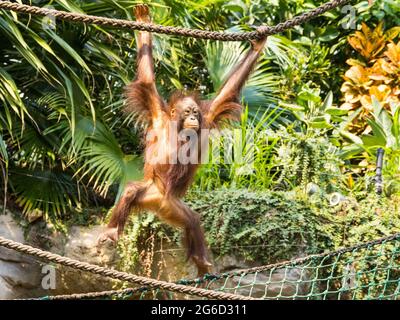 a young orangutan climbs around in a zoo
