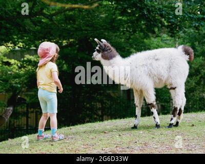 a little girl stands very close to a white llama on a meadow Stock Photo