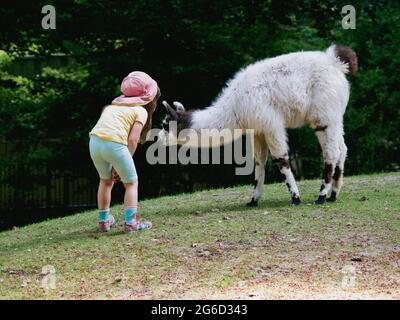 a little girl stands very close to a white llama on a meadow Stock Photo