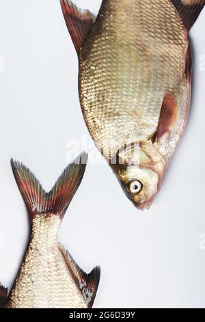 Freshwater silver bream fish on a white surface. Stock Photo