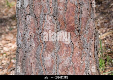 Bark from the Scots pine Stock Photo