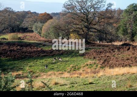 Fallow deer in a forest enclosure Stock Photo
