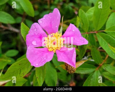 Close up of pink rose with dew drops Stock Photo - Alamy