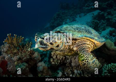 Hawksbill sea turtle (Eretmochelys imbricata). Underwater Red Sea seascape. Coral reef near Makadi Bay, Egypt Stock Photo