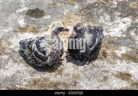 Two black pigeon babies on the floor close up Stock Photo