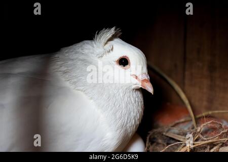 A white pigeon hatching its egg in the nest inside of the wooden loft Stock Photo