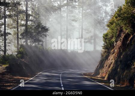 Sunbeams in fog. Asphalt road passes through misty forest in Tenerife. Canary Islands, Spain. Stock Photo